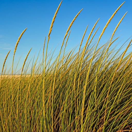 Coastal sawgrass