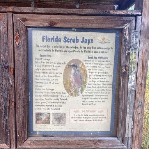 Wooden interpretive sign explaining Florida scrub jays at Lyonia Preserve.
