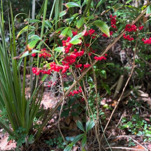 Cassadaga nature trail