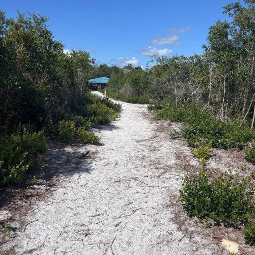 Soft white sand trail winding through Florida scrub at Rusty Lyonia Trail in Lyonia Preserve.