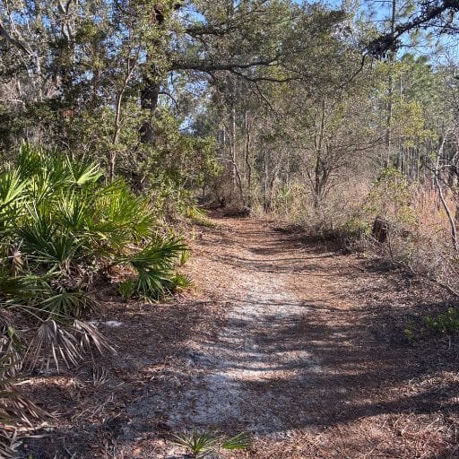 Narrow trail through palms and native woodland at Lyonia Preserve