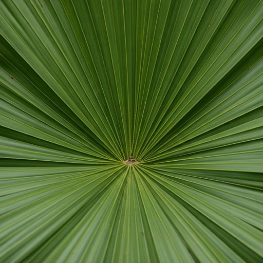 close up detail of a Saw Palmetto leaf showing the intricate symmetrical sharp teeth and vibrant green texture